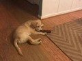 狗狗最新爆料,宠物界的最新动态与趣闻