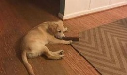 狗狗最新爆料,宠物界的最新动态与趣闻