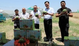 小网红吃瓜视频爆料网页,吃瓜视频爆料网页大揭秘！