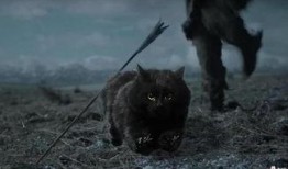 黑猫网红爆料视频下载,幕后真相大起底