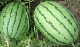 沭阳男网红吃瓜,趣味横生幕后花絮大揭秘