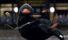 新神奇动物爆料视频,神秘生物与魔法世界全新篇章