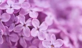 丁香在线观看免费,探索医学知识的无限可能