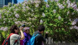 丁香在线观看免费,探索医学知识的无限可能